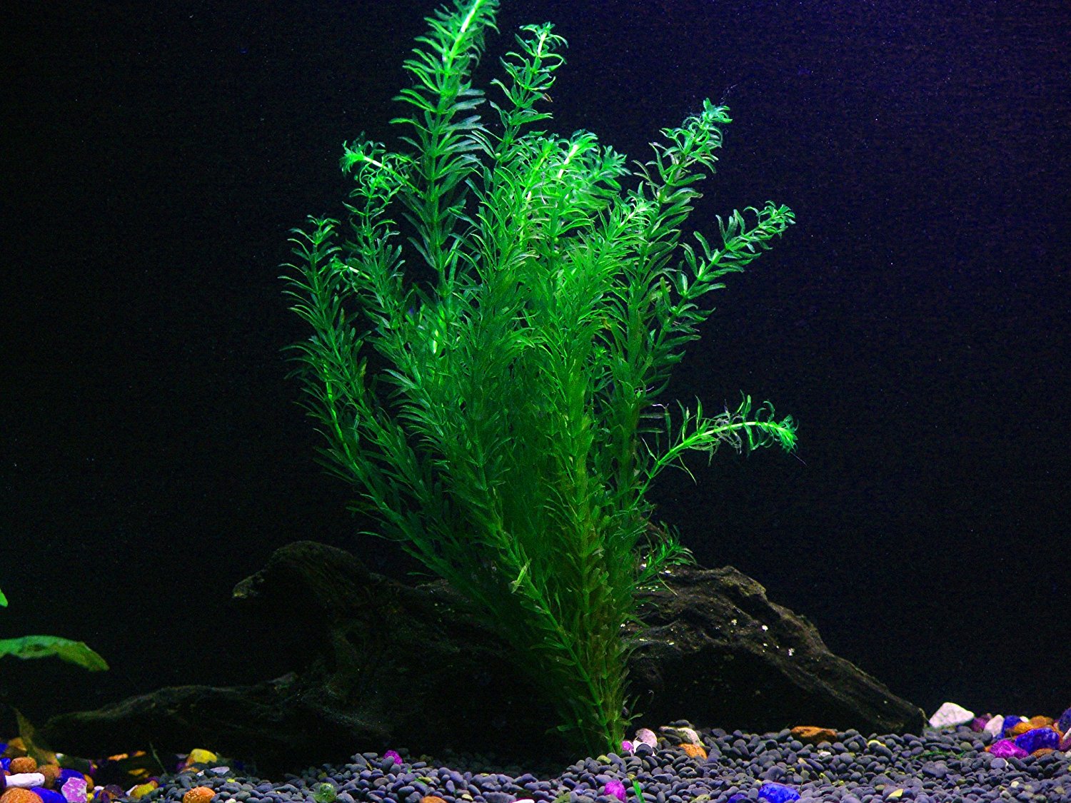 Pond Oxygenating Elodea Anacharis Bunch Plants