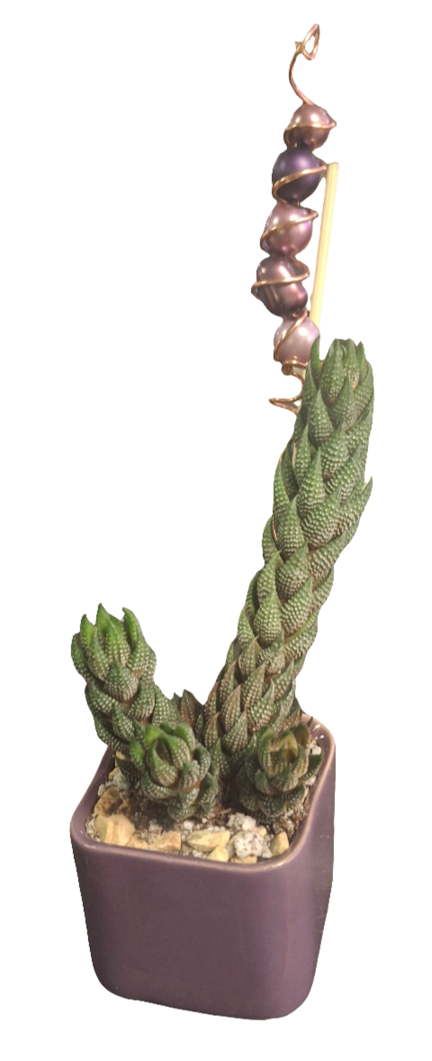 Haworthia Succulent in mini Svek Ceramic Pot