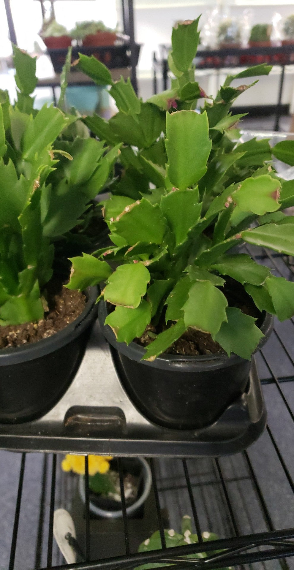 Christmas Cactus