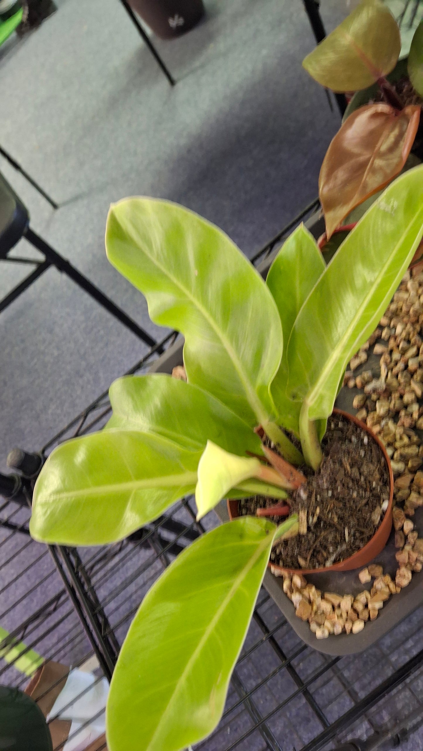 Philodendron Moonlight