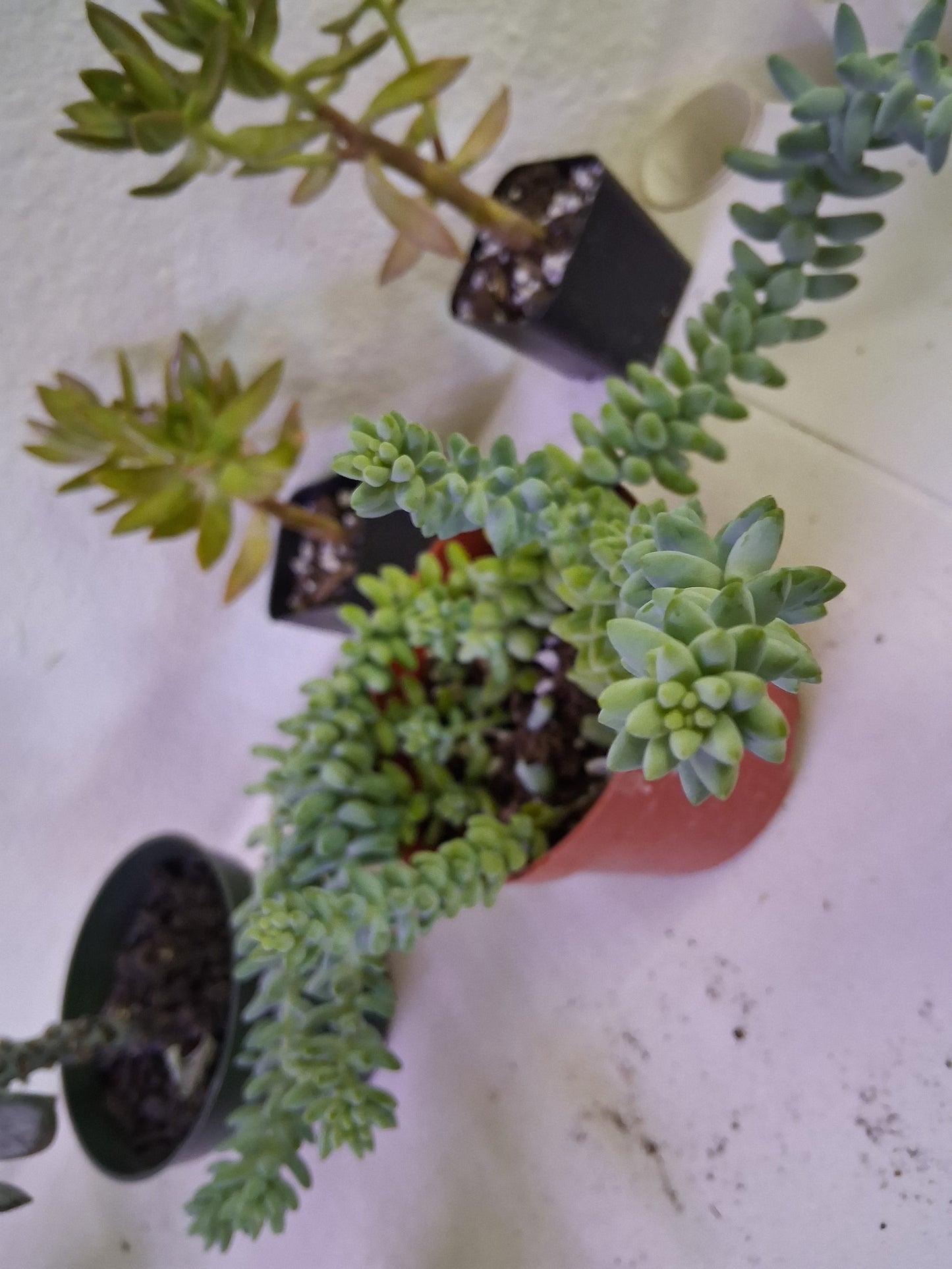 Burro's Tail