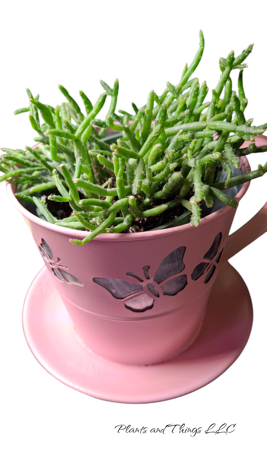 Teacup Planter- New!
