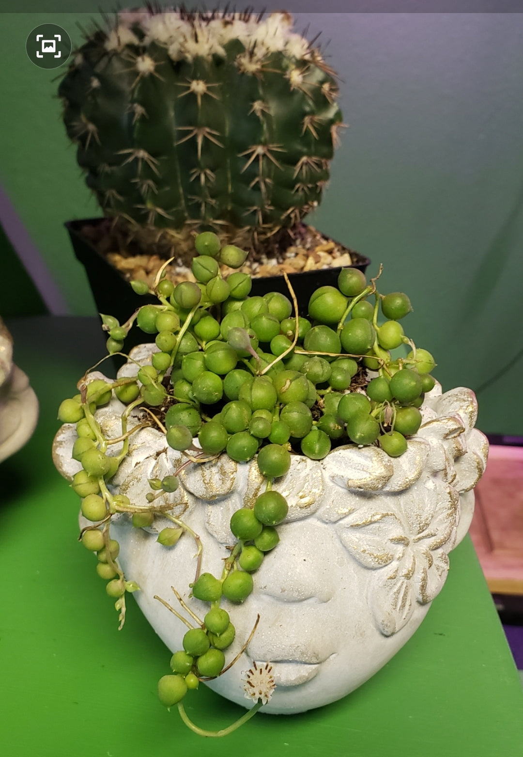 Concrete Face Plant Pot