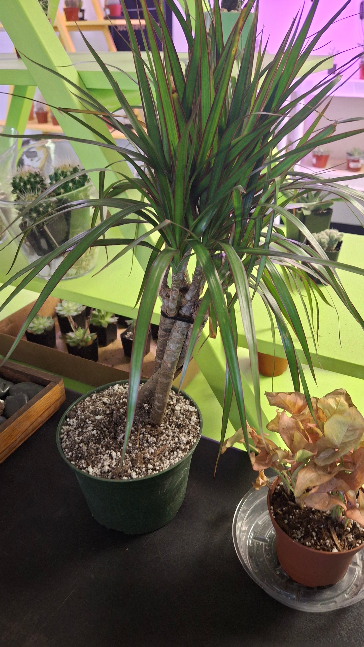 Dracaena Marginata