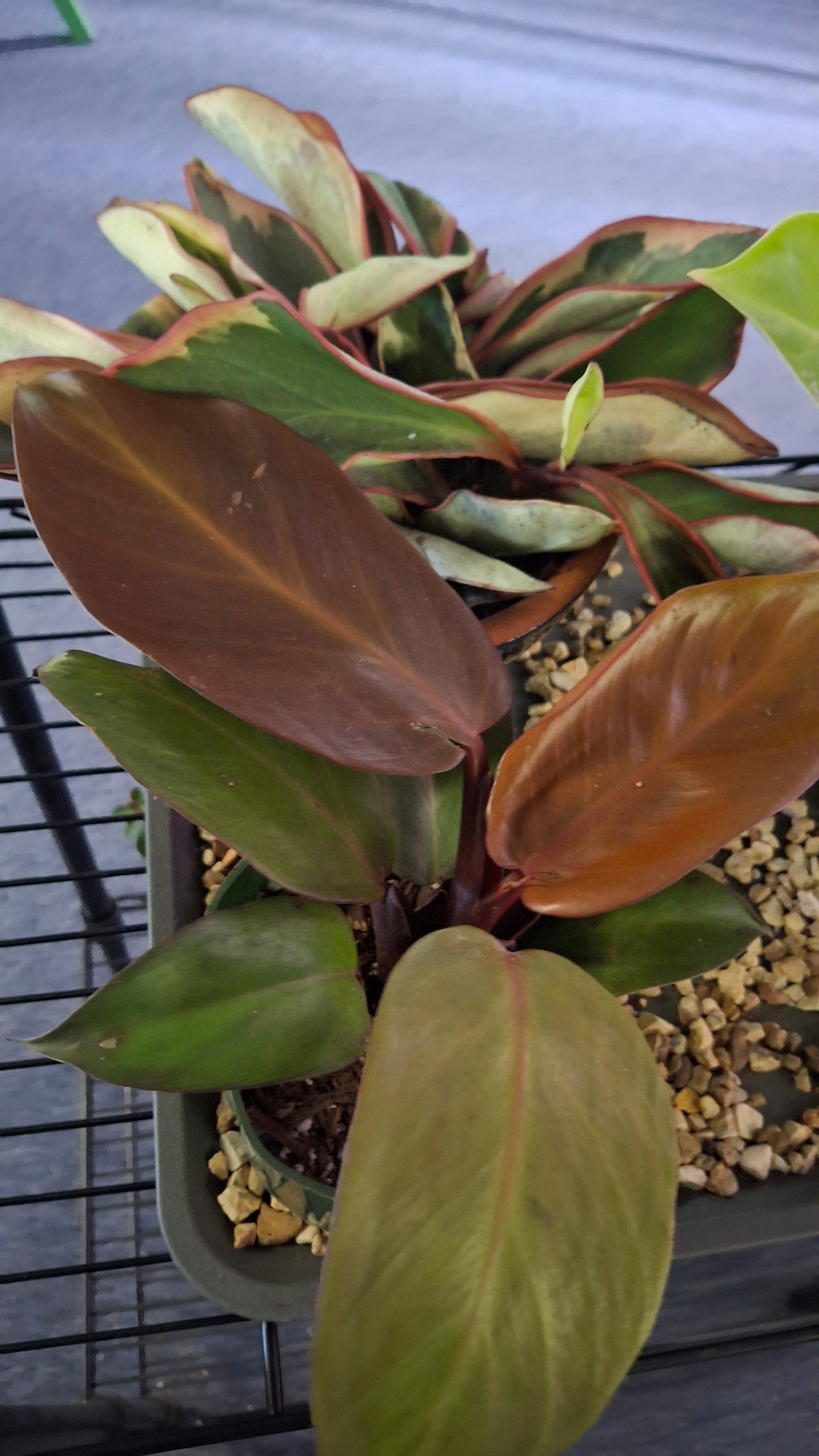 Philodendron Moonlight