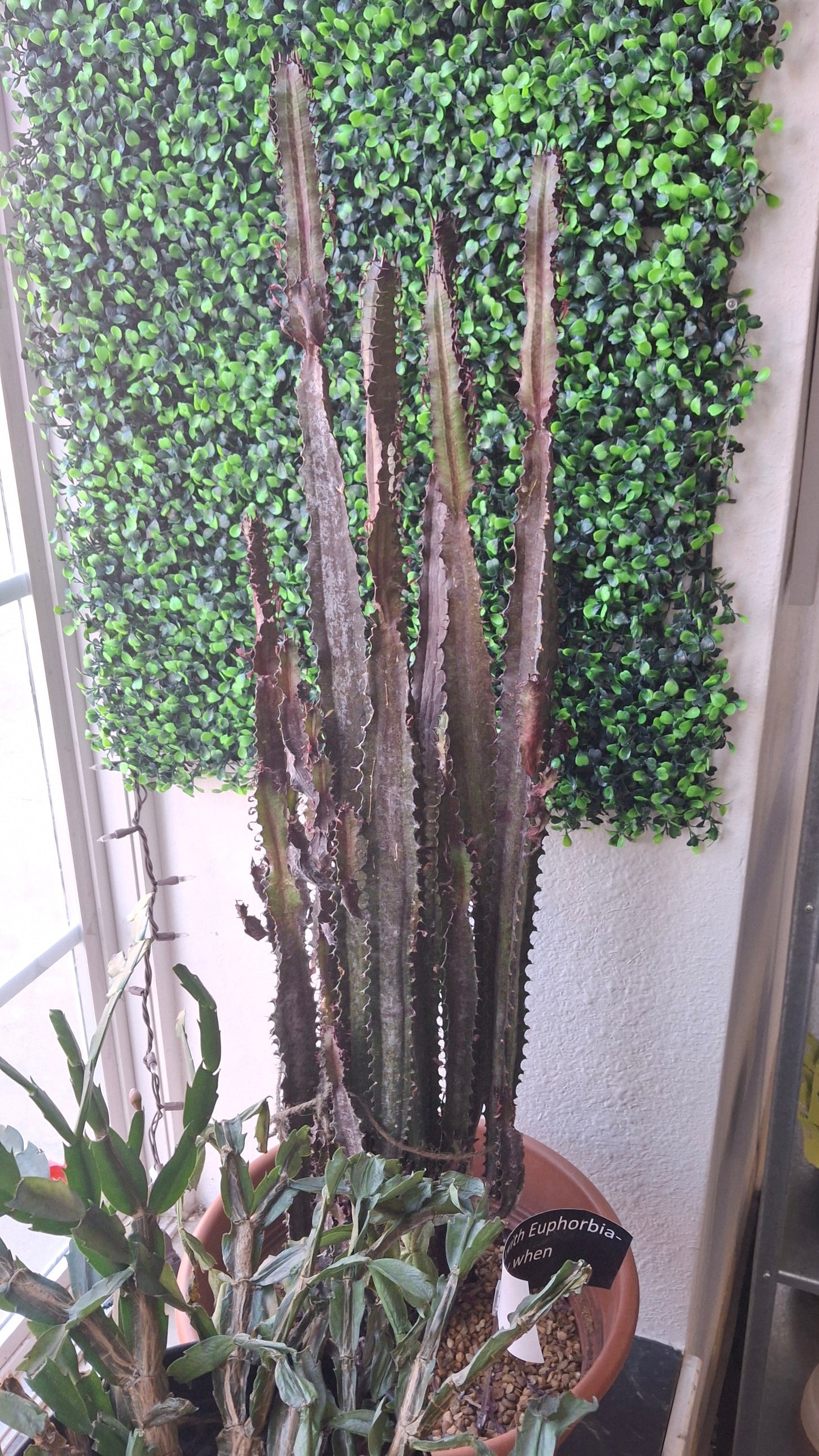 Euphorbia African Milk Tree Large Potted