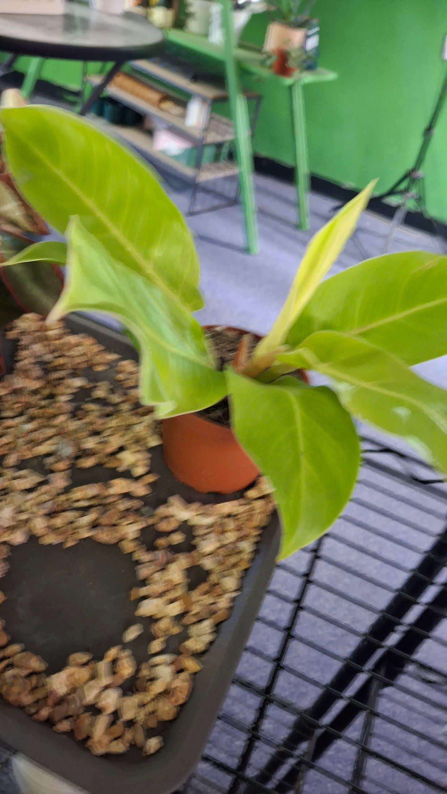 Philodendron Moonlight