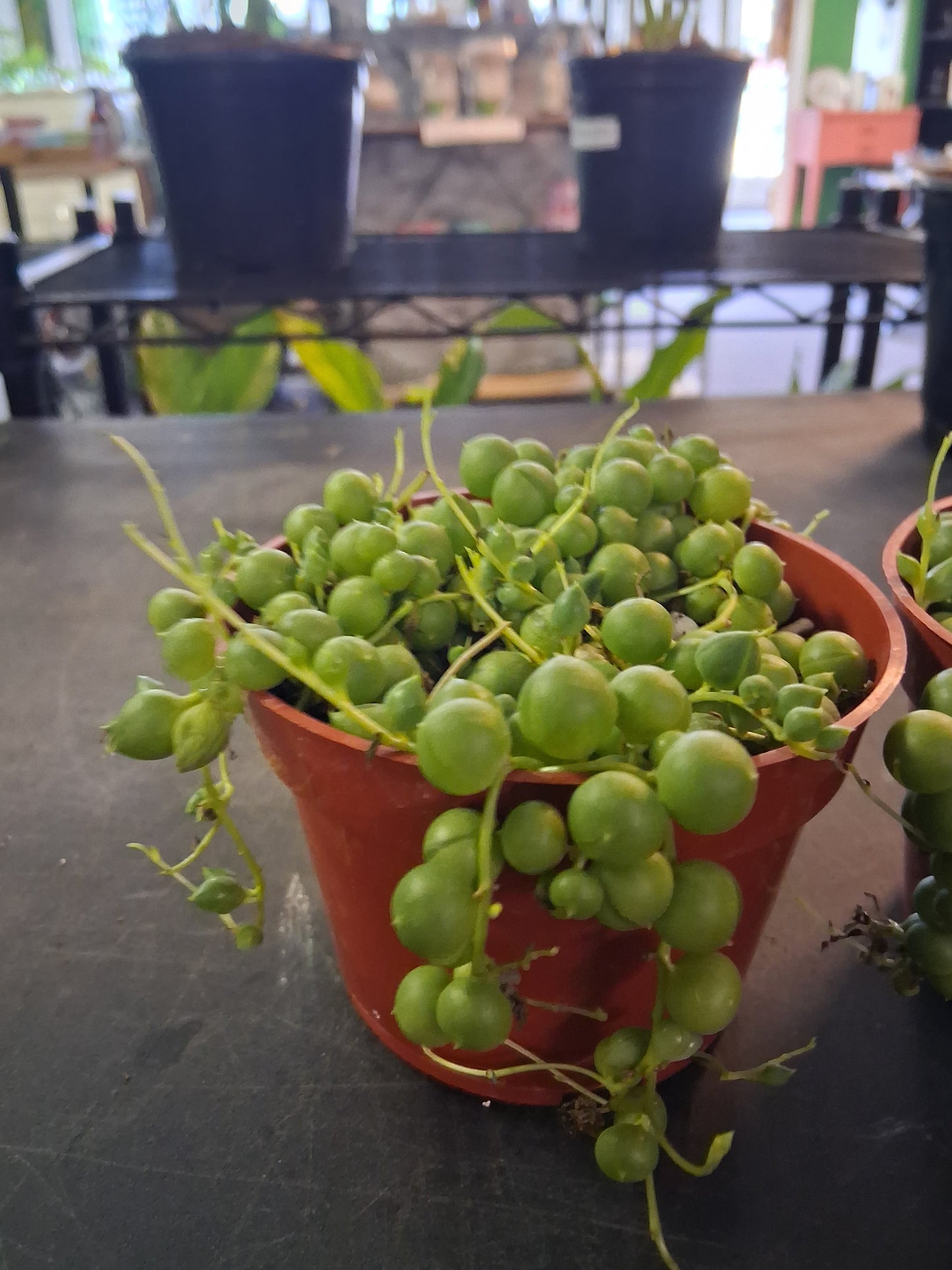 String of Pearls
