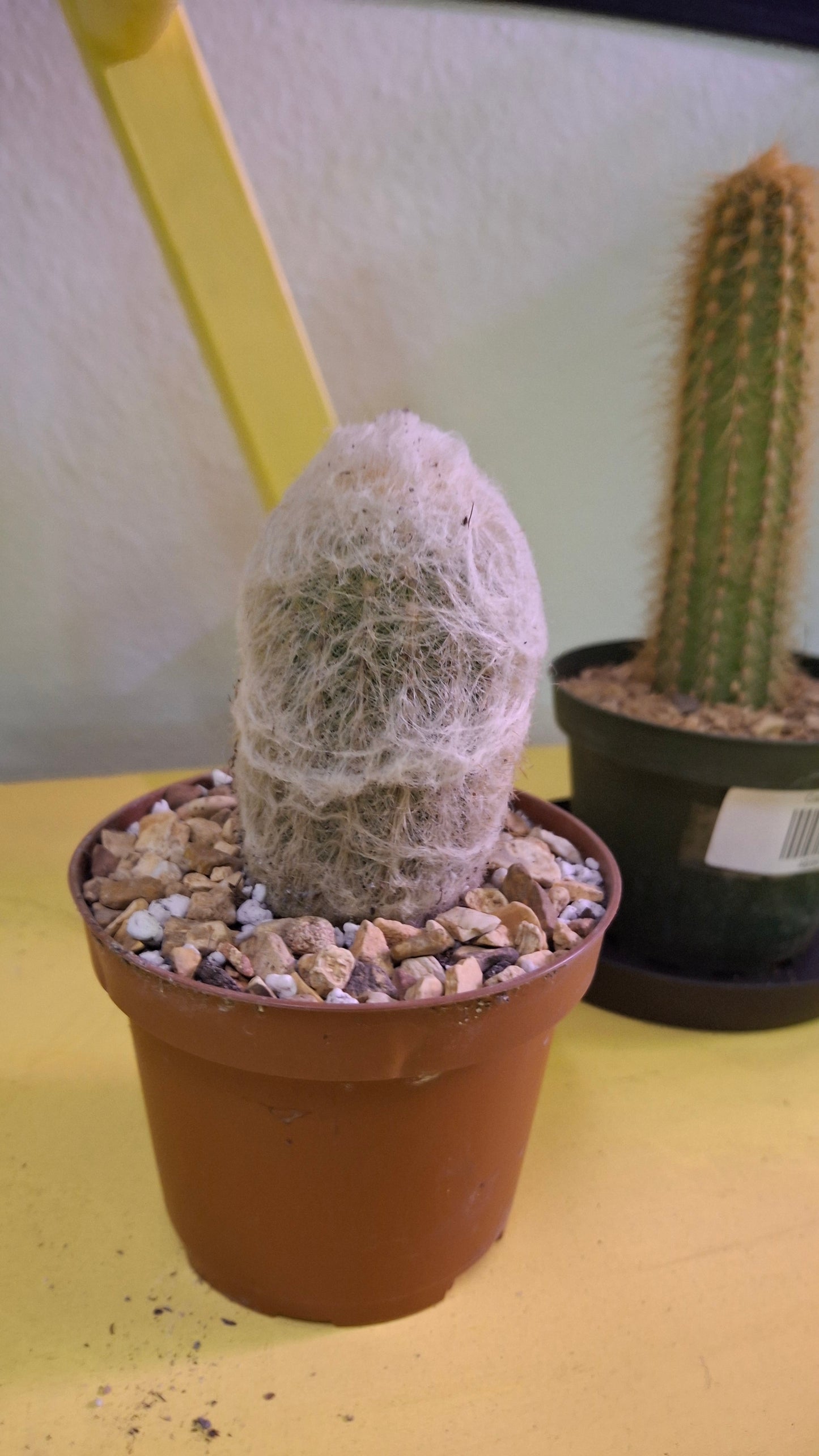 Old Man Cactus