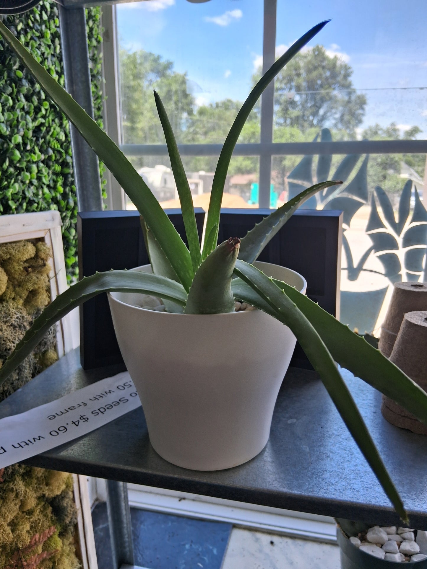 Aloe Vera Plant