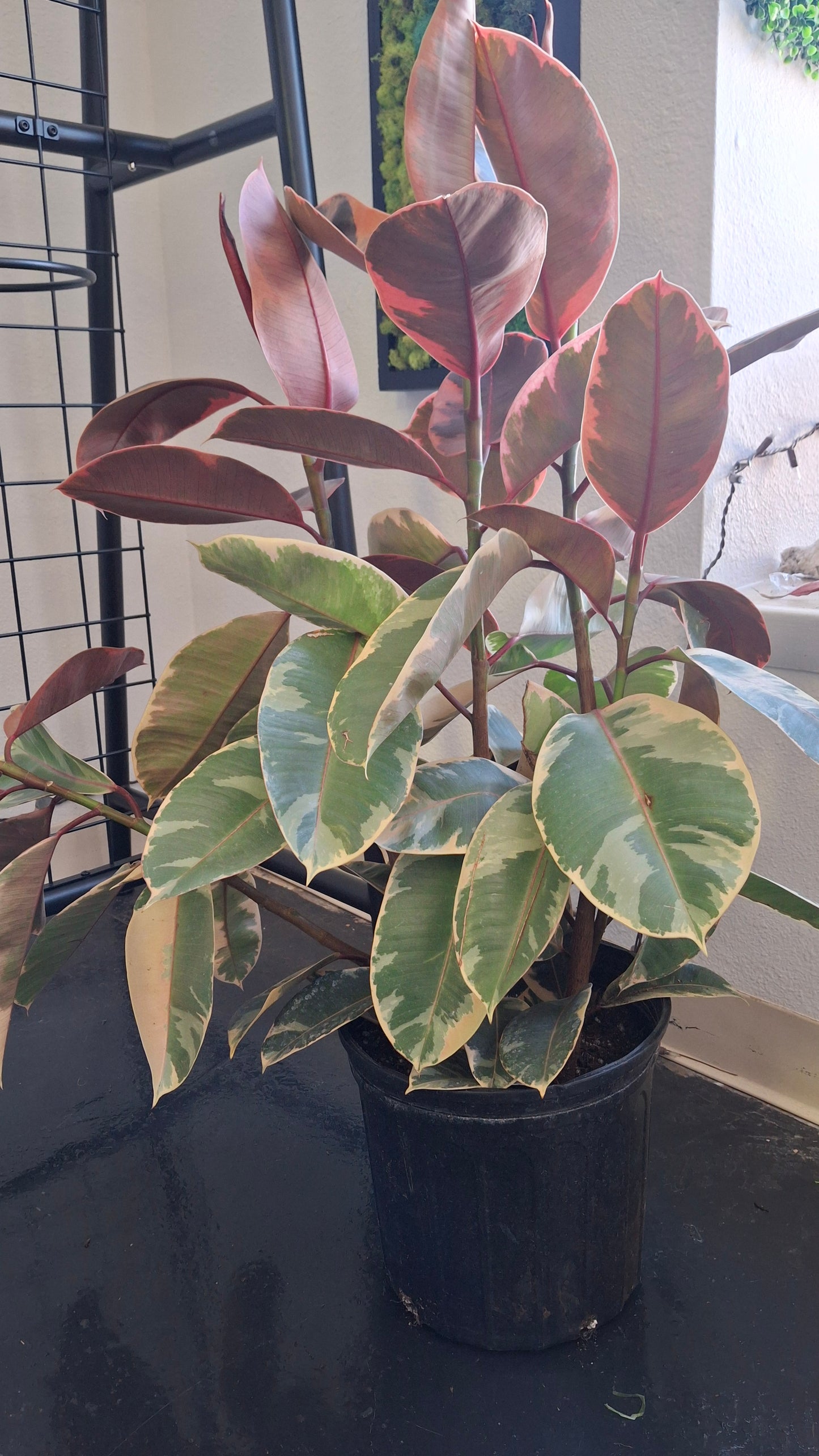 Rubber Tree- Variegated