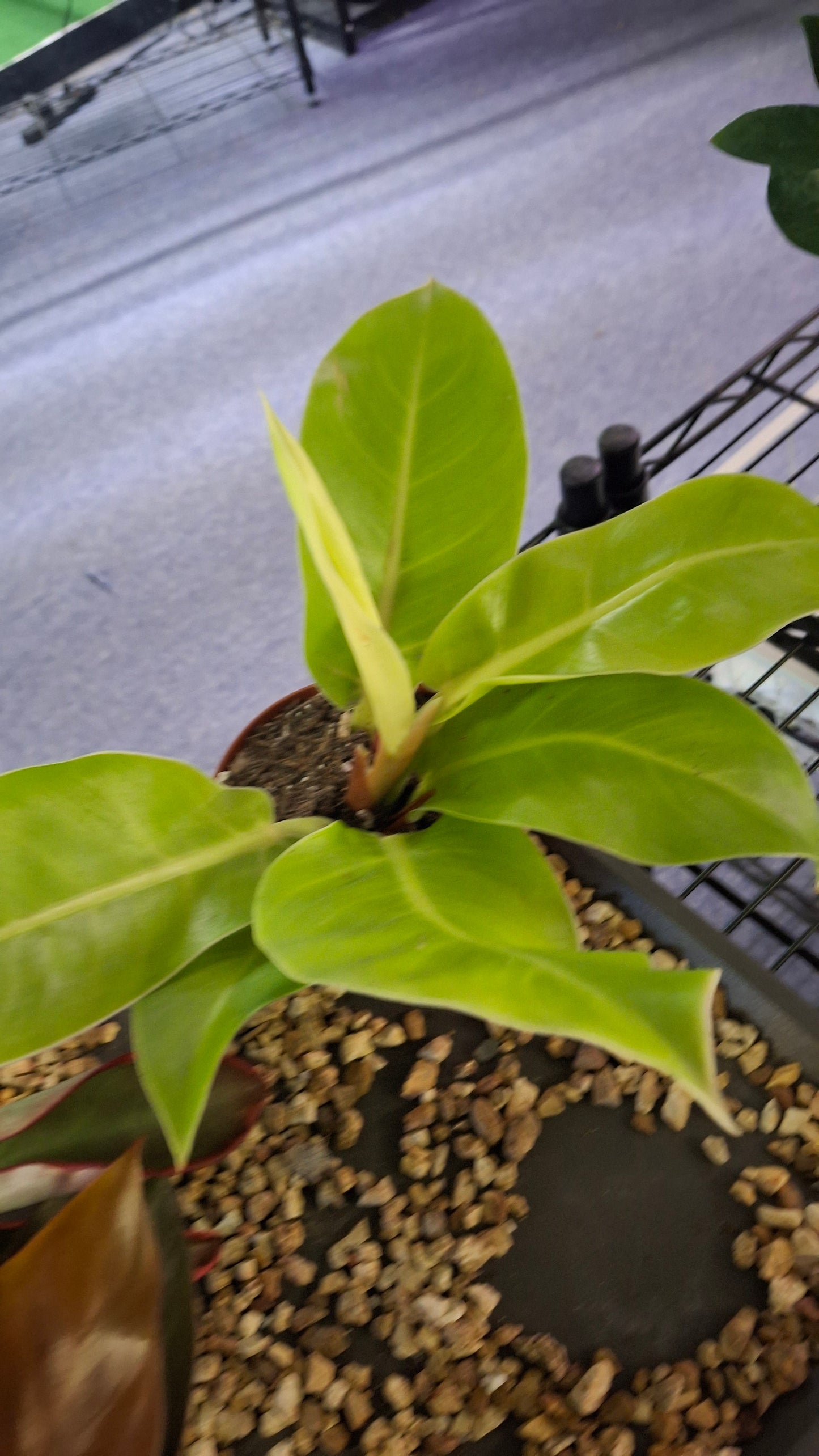 Philodendron Moonlight