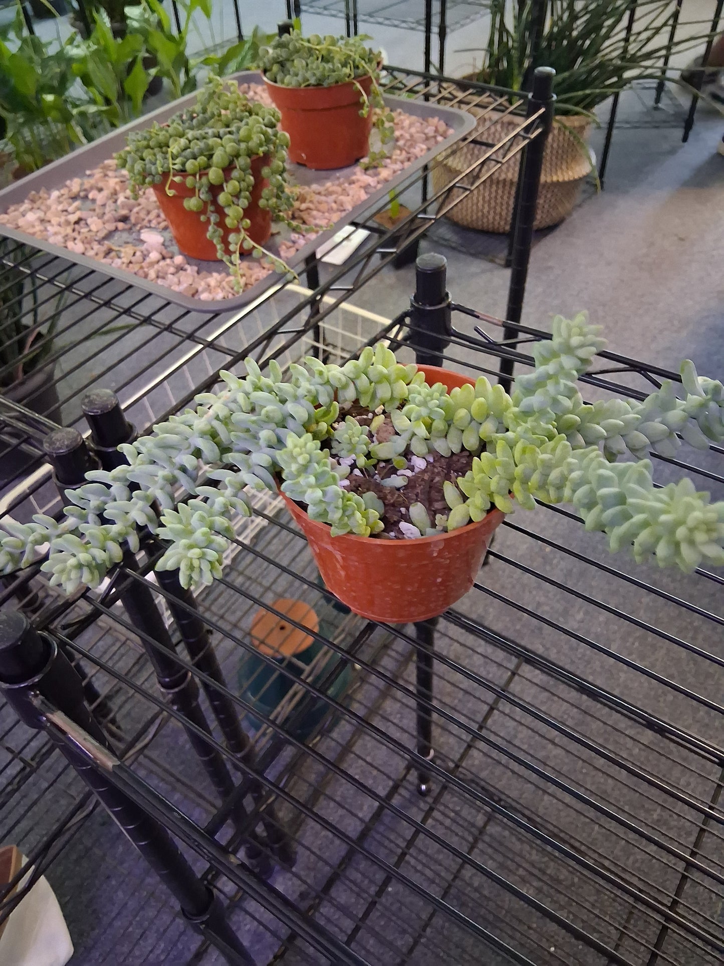 Burro's Tail
