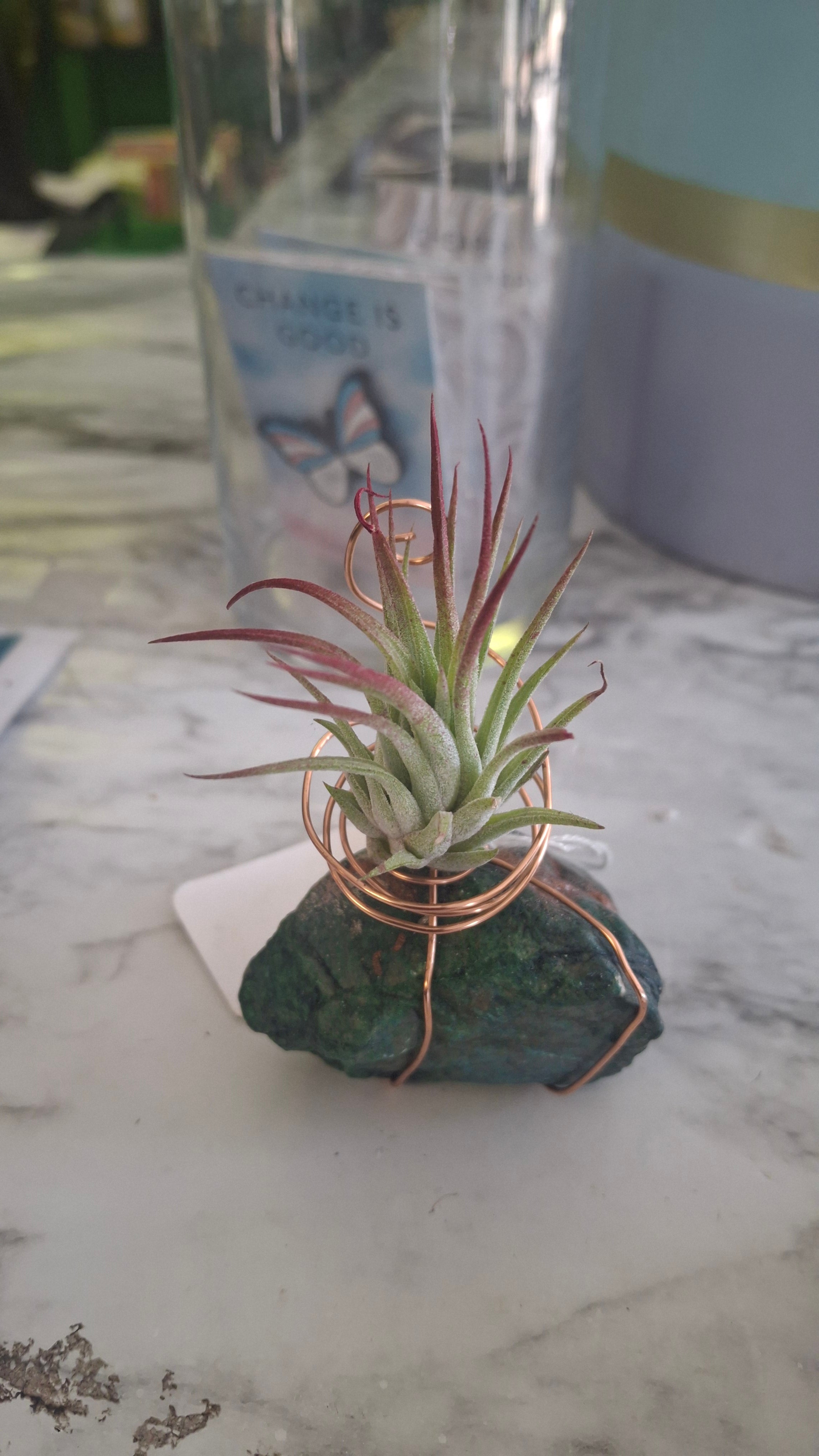 flamingo air plant holder Air Plant Holder – Plants and Things LLC