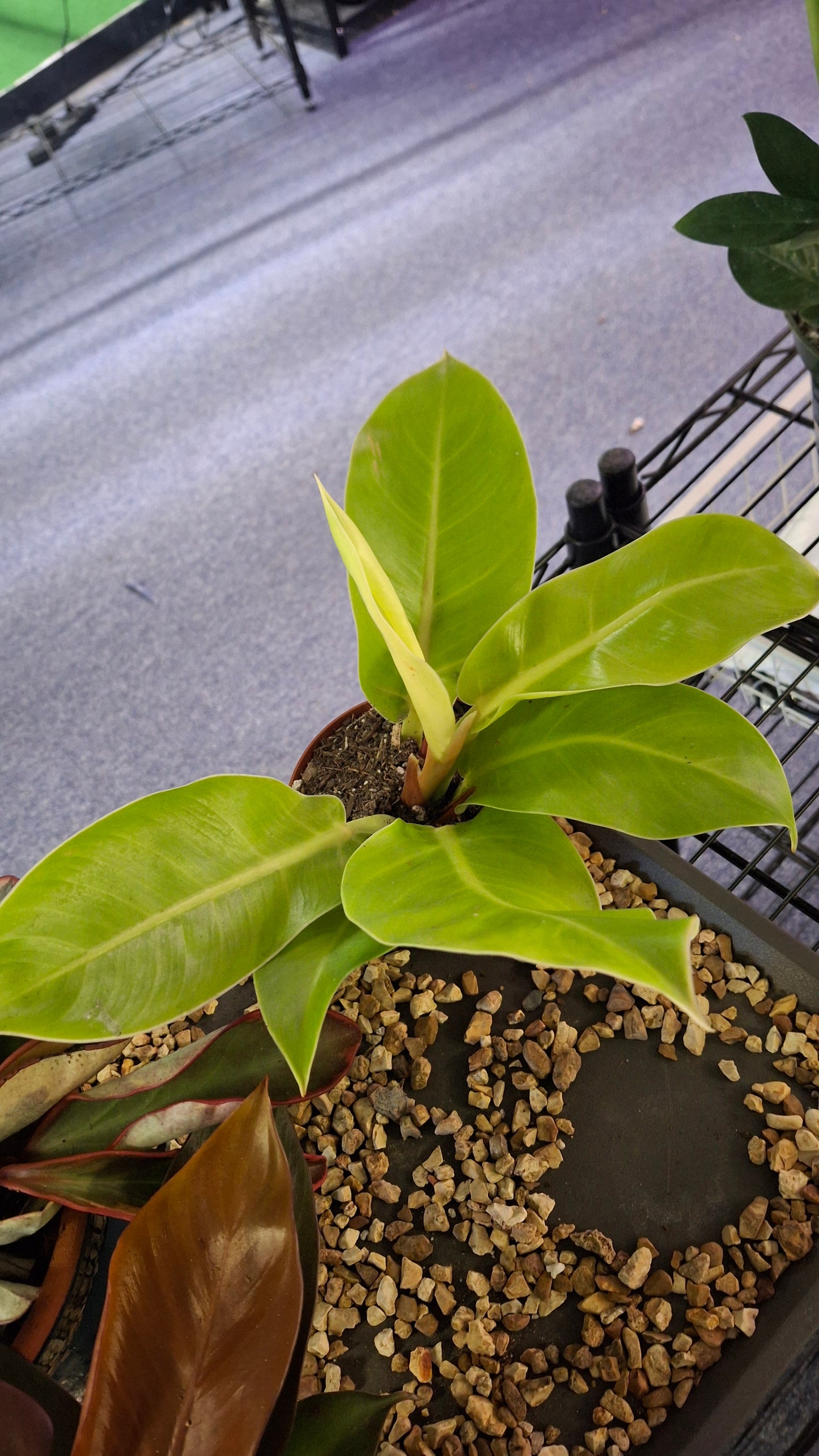 Philodendron Moonlight
