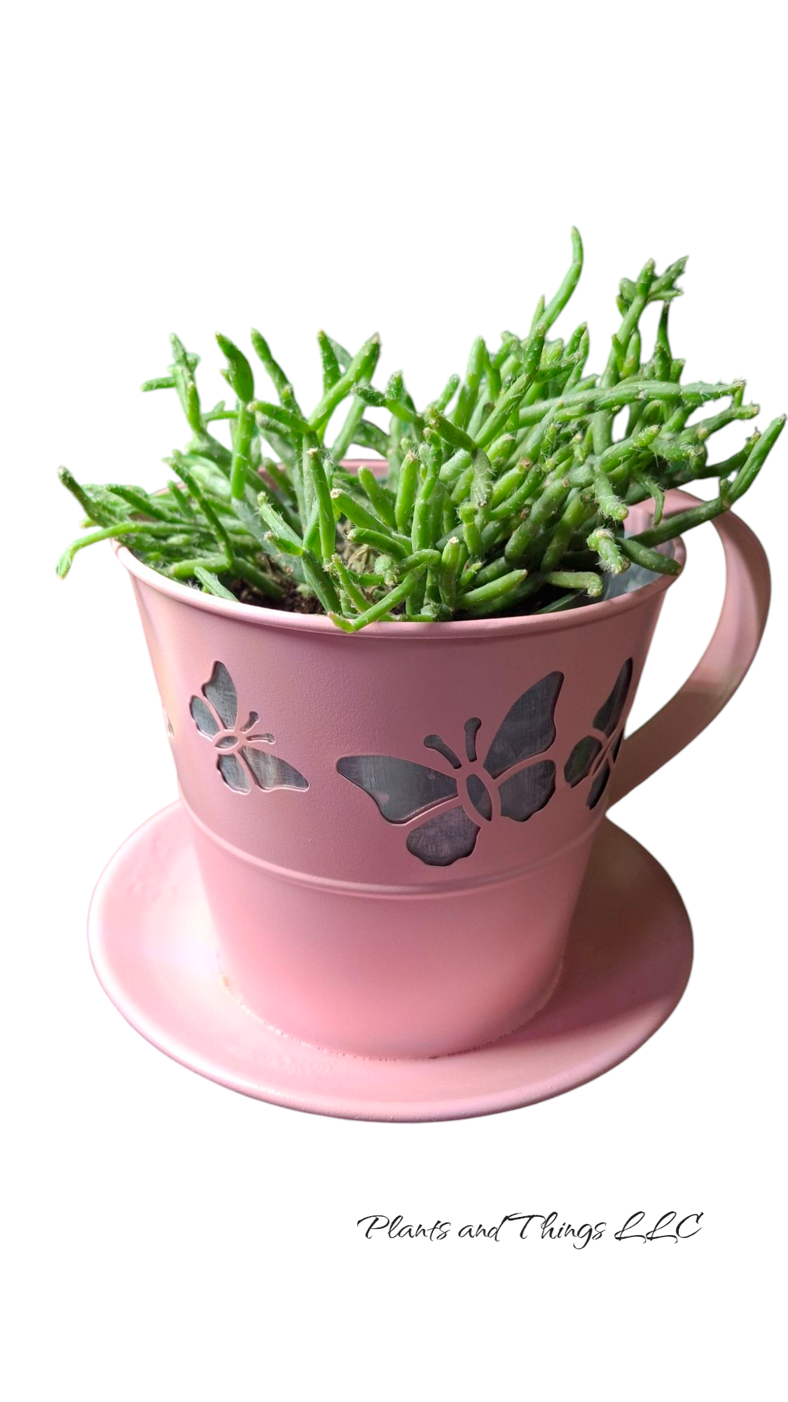 Teacup Planter- New!