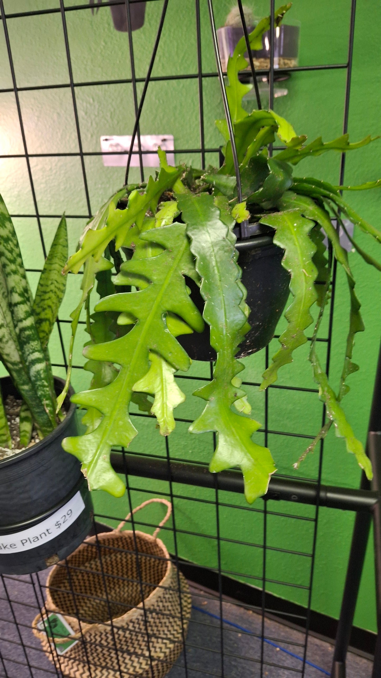 Epiphyllum Ric Rac - Hanging Basket