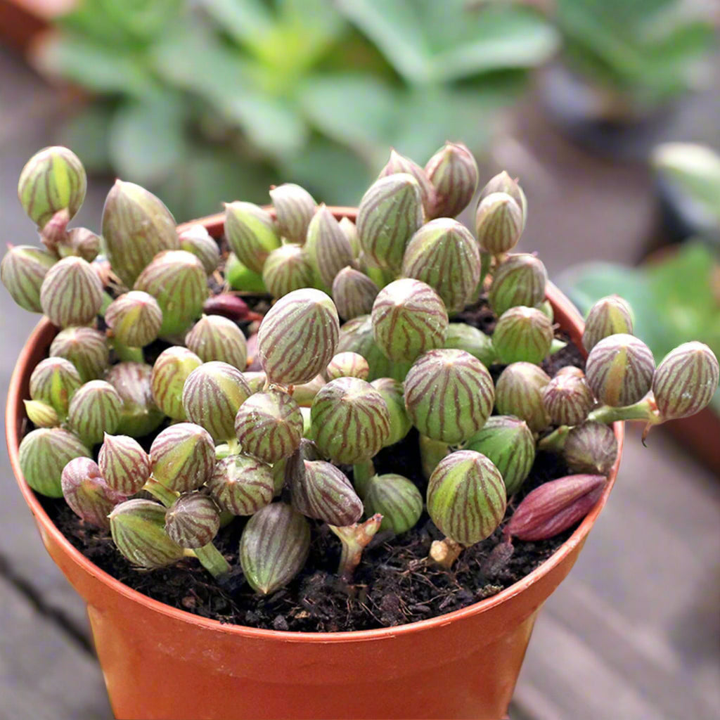 String of Watermelons- In Queue for Incoming