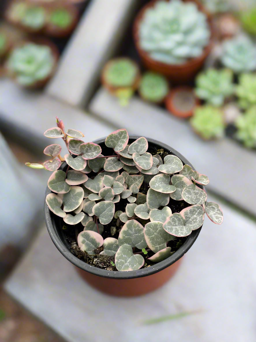 String of Hearts Variegated- In Queue for Incoming