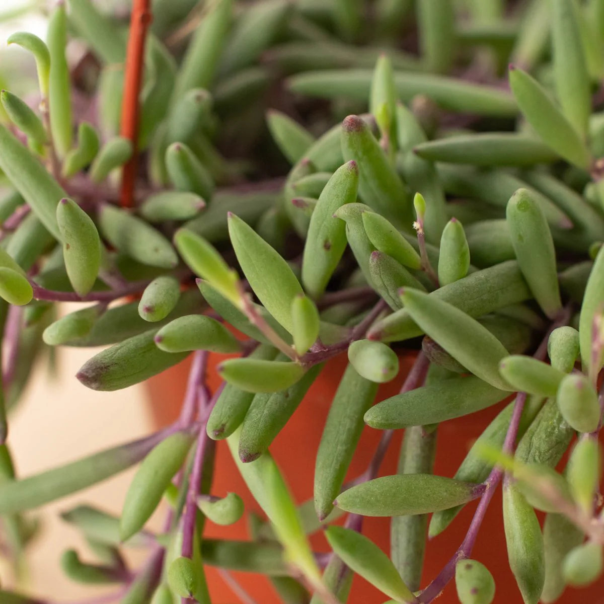 String of Rubies- In Queue for Incoming