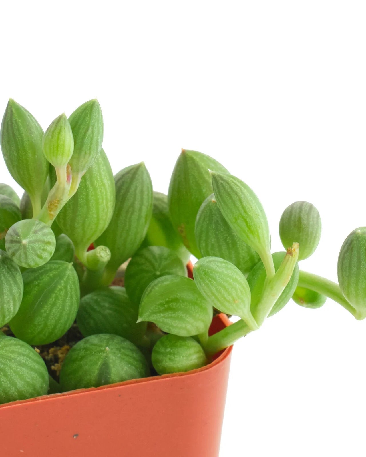 String of Watermelons- In Queue for Incoming