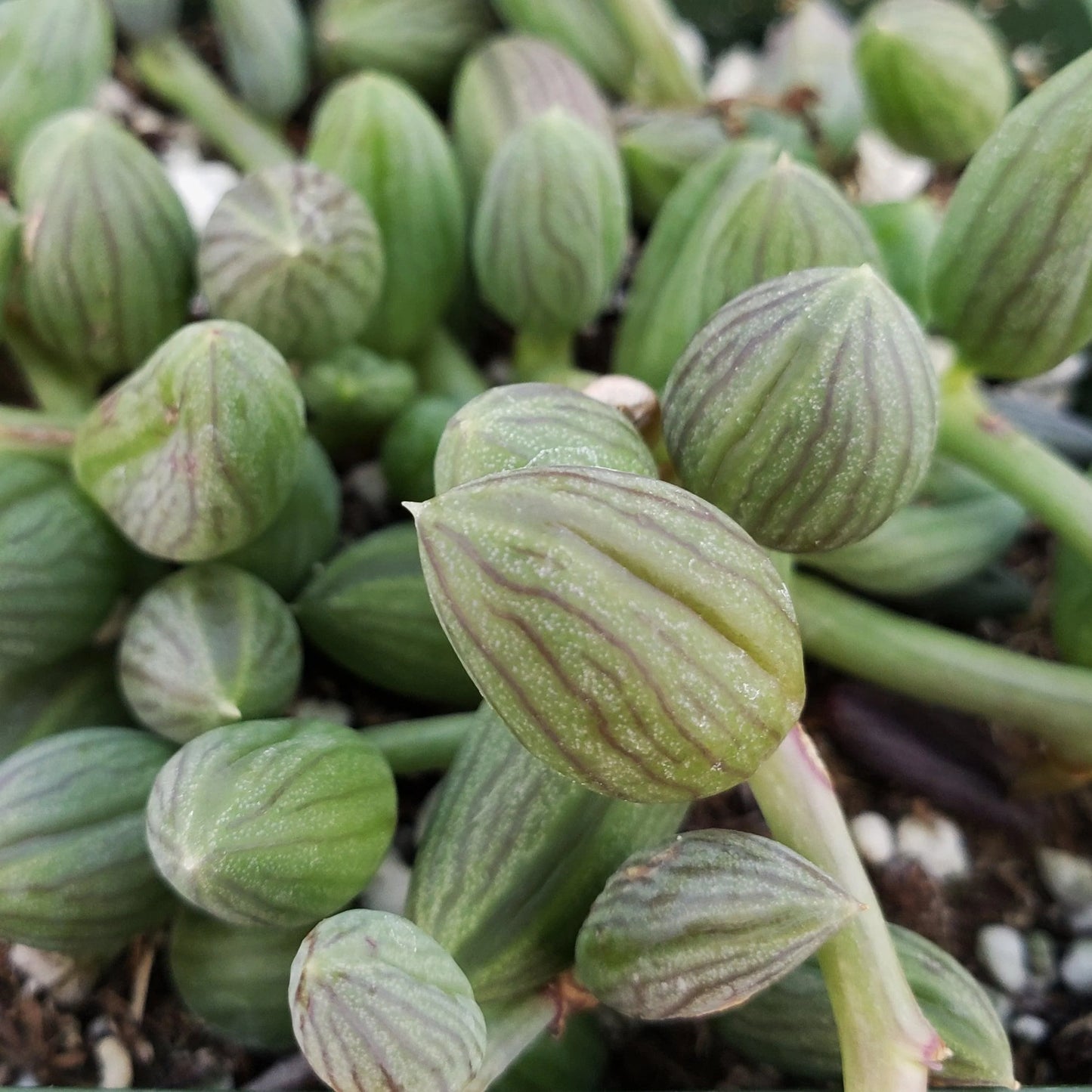 String of Watermelons- In Queue for Incoming