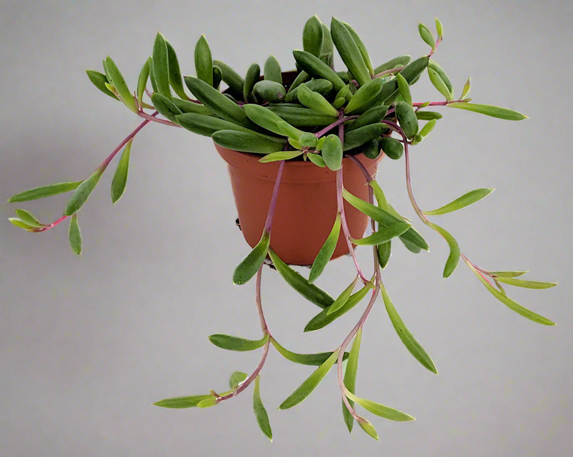 String of Rubies- In Queue for Incoming