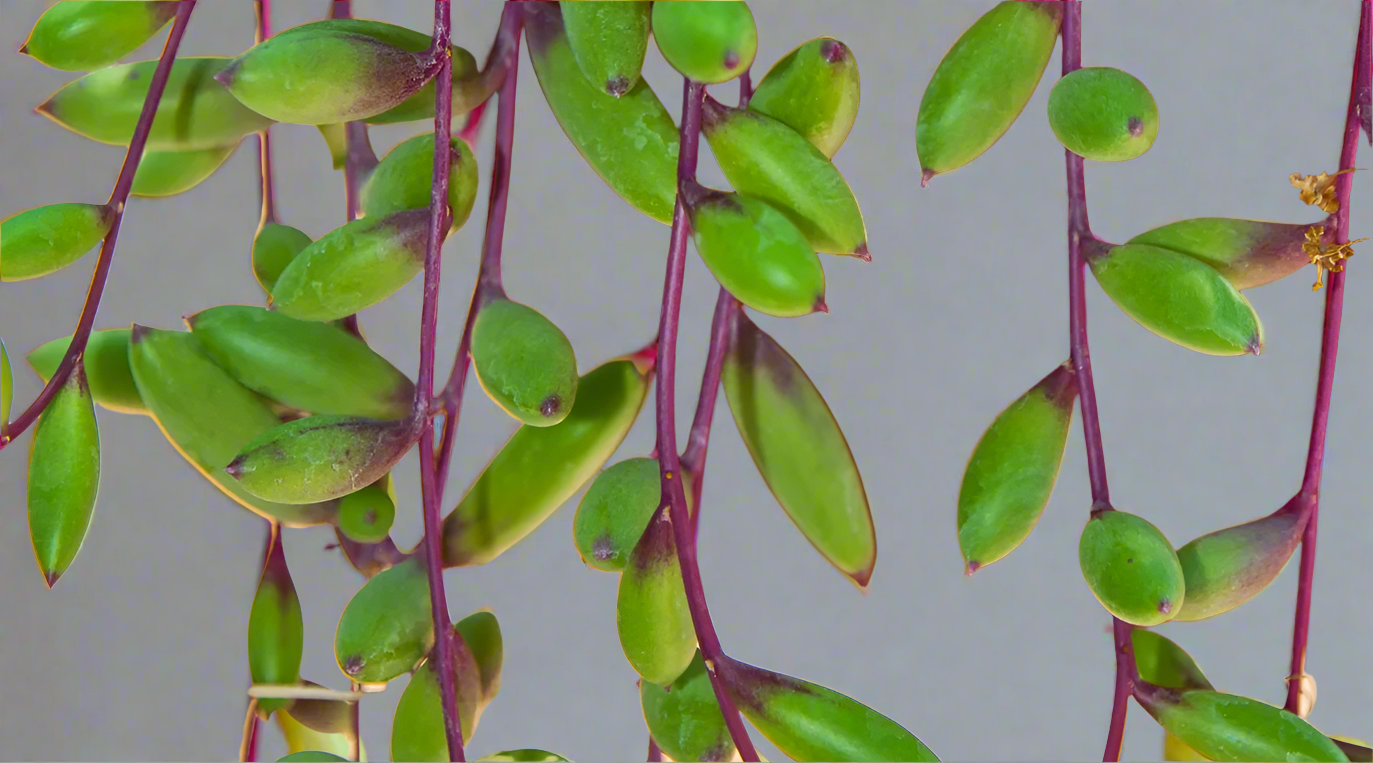 String of Rubies- In Queue for Incoming