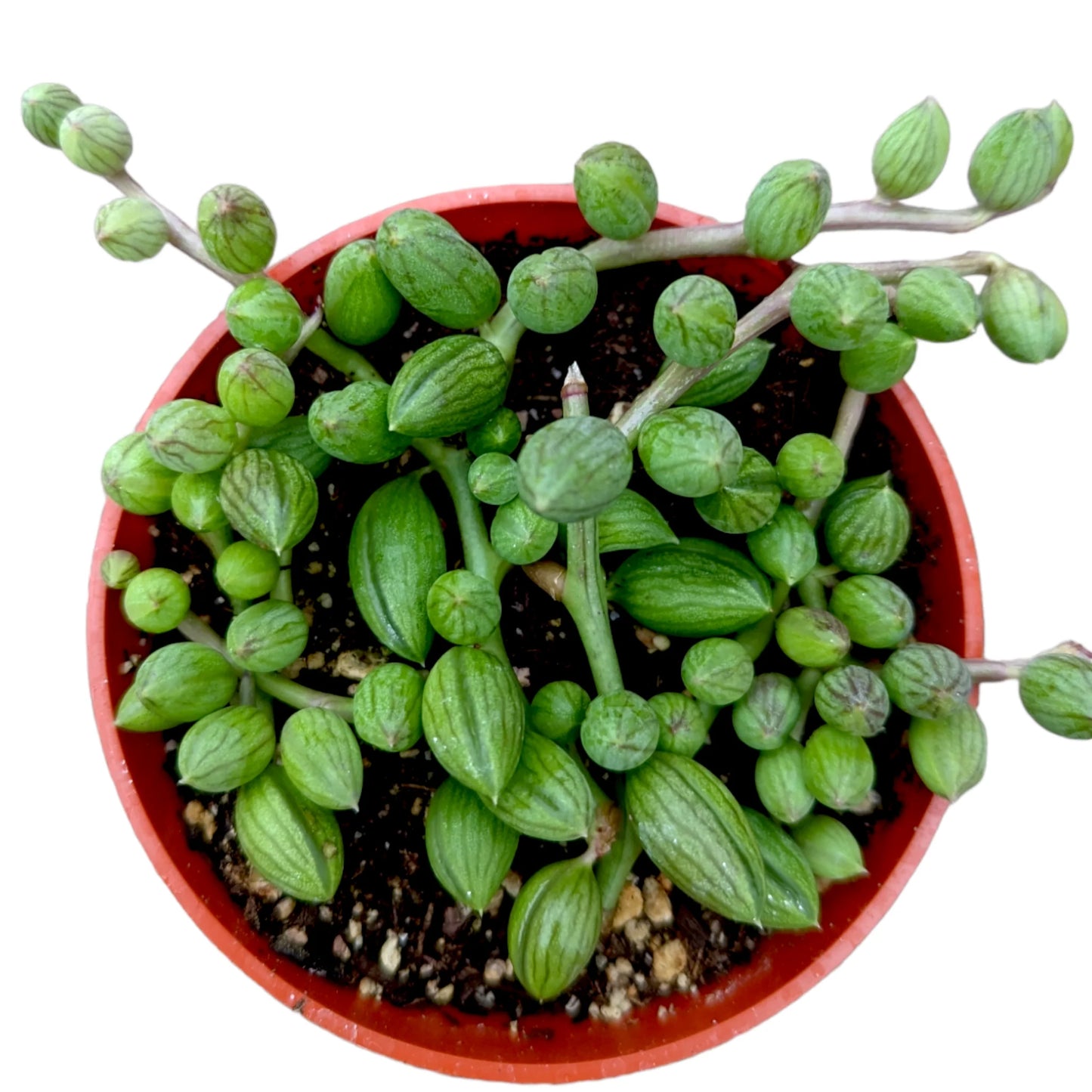 String of Watermelons- In Queue for Incoming