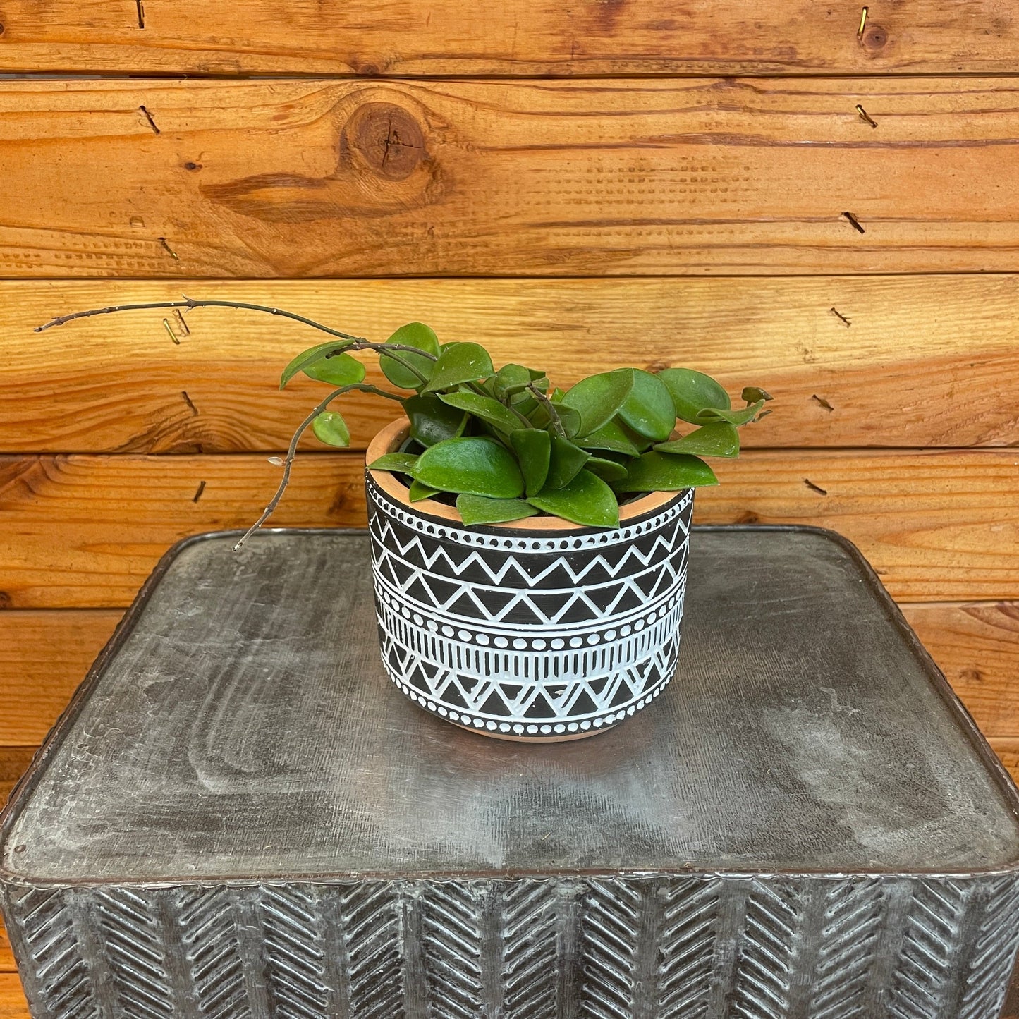 Hoya CV Chouke, 4" Plant
