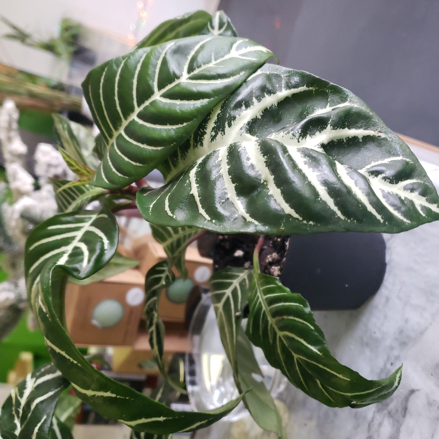 Zebra Plant 'Snow White' Aphelandra