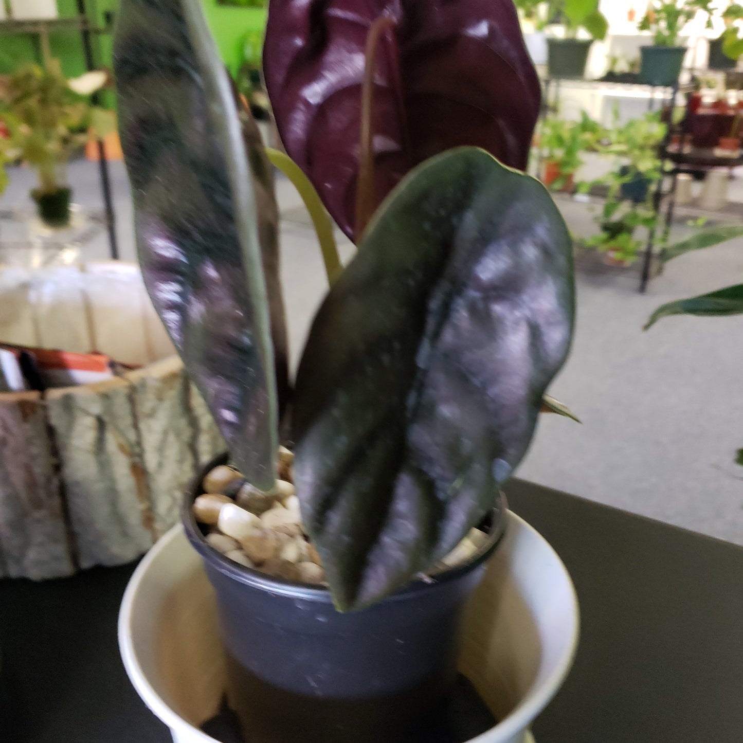 Alocasia Red Secret