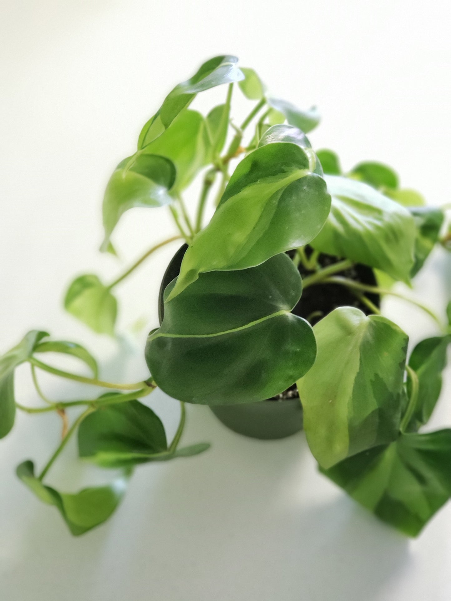 Philodendron Brasil