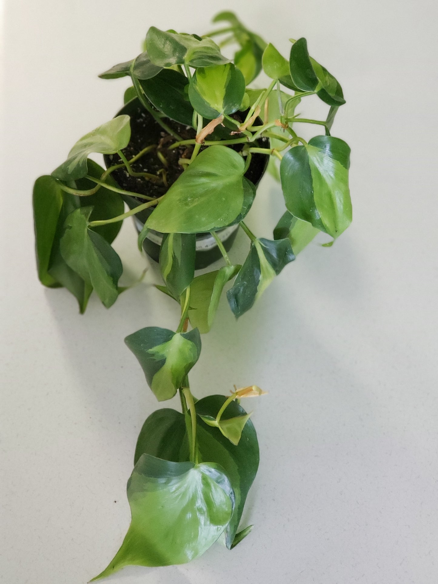 Philodendron Brasil