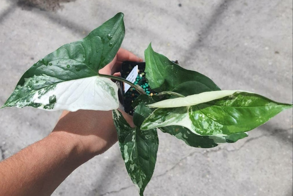 Syngonium Albo Variegated