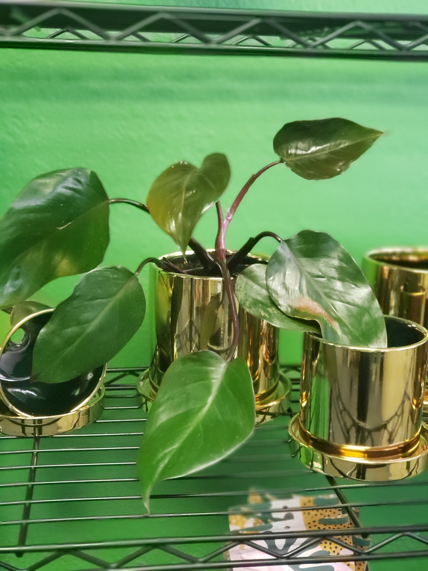 On SALE- Golden Cerami Plant Pot with Drainage & Saucer