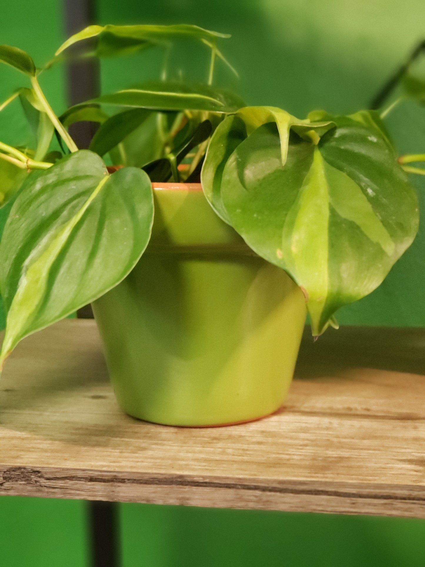 Terracotta Clay Plant Pot