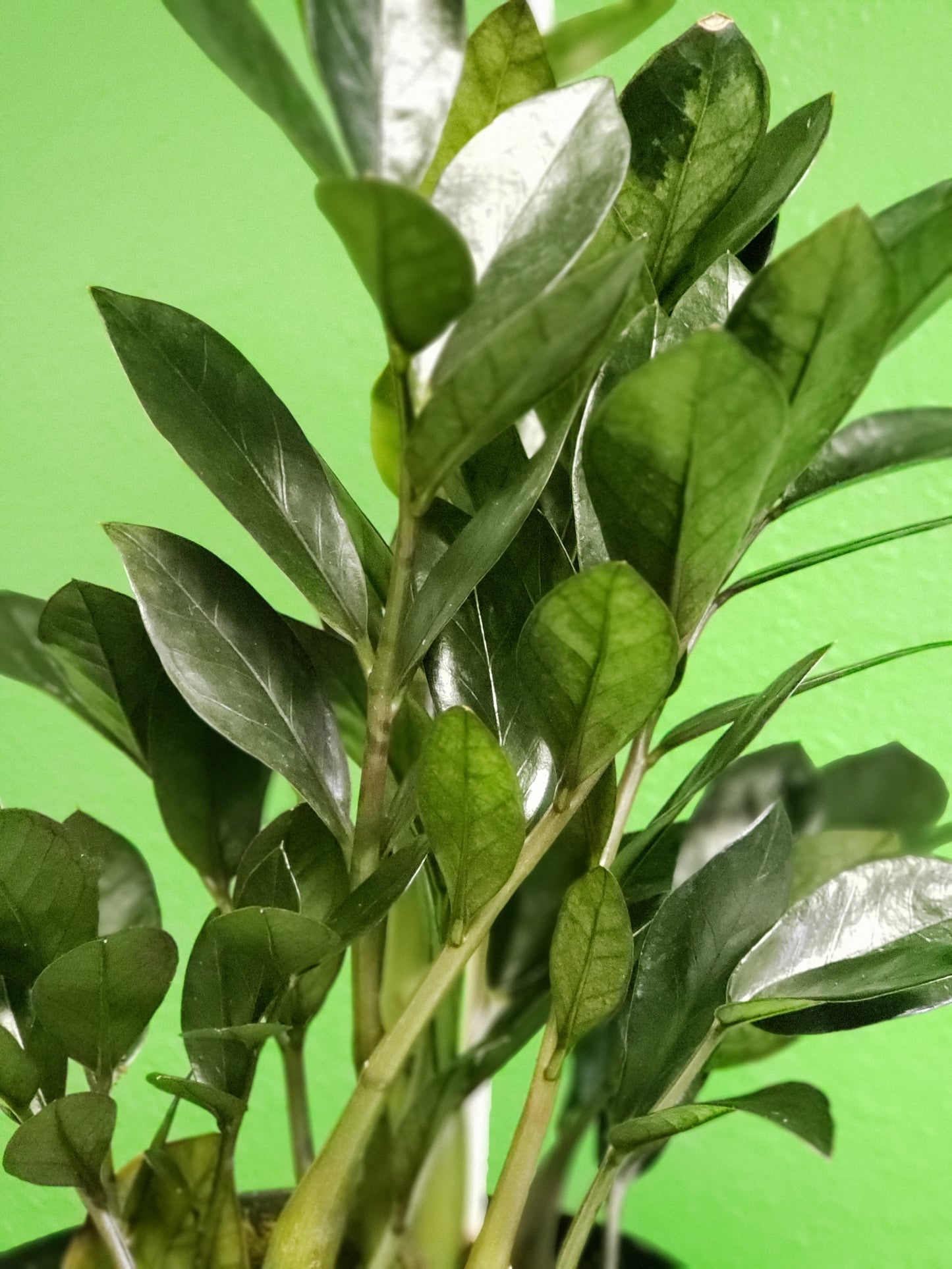 ZZ Plant pre-potted