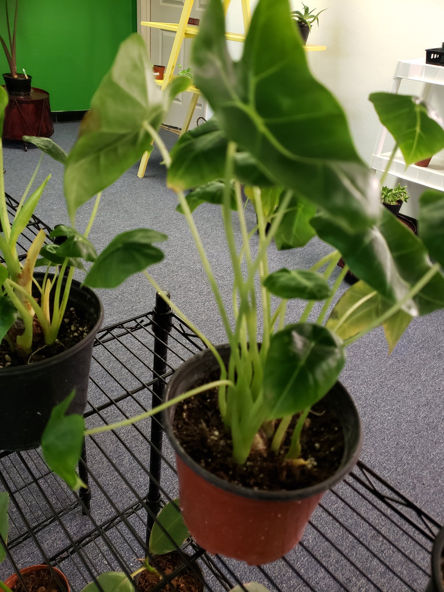 ALOCASIA FRYDEK 6-inch