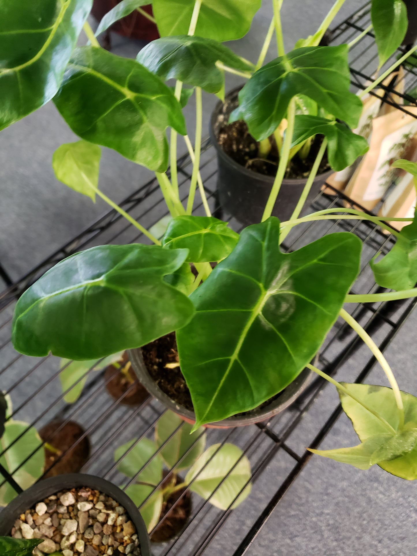 ALOCASIA FRYDEK 6-inch