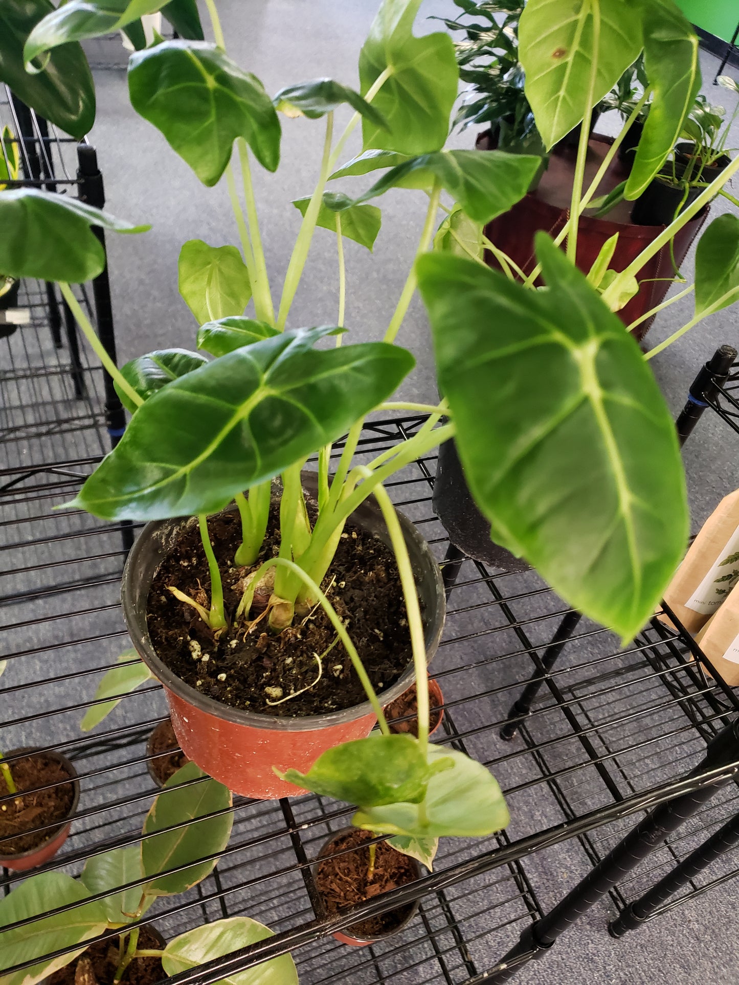 ALOCASIA FRYDEK 6-inch