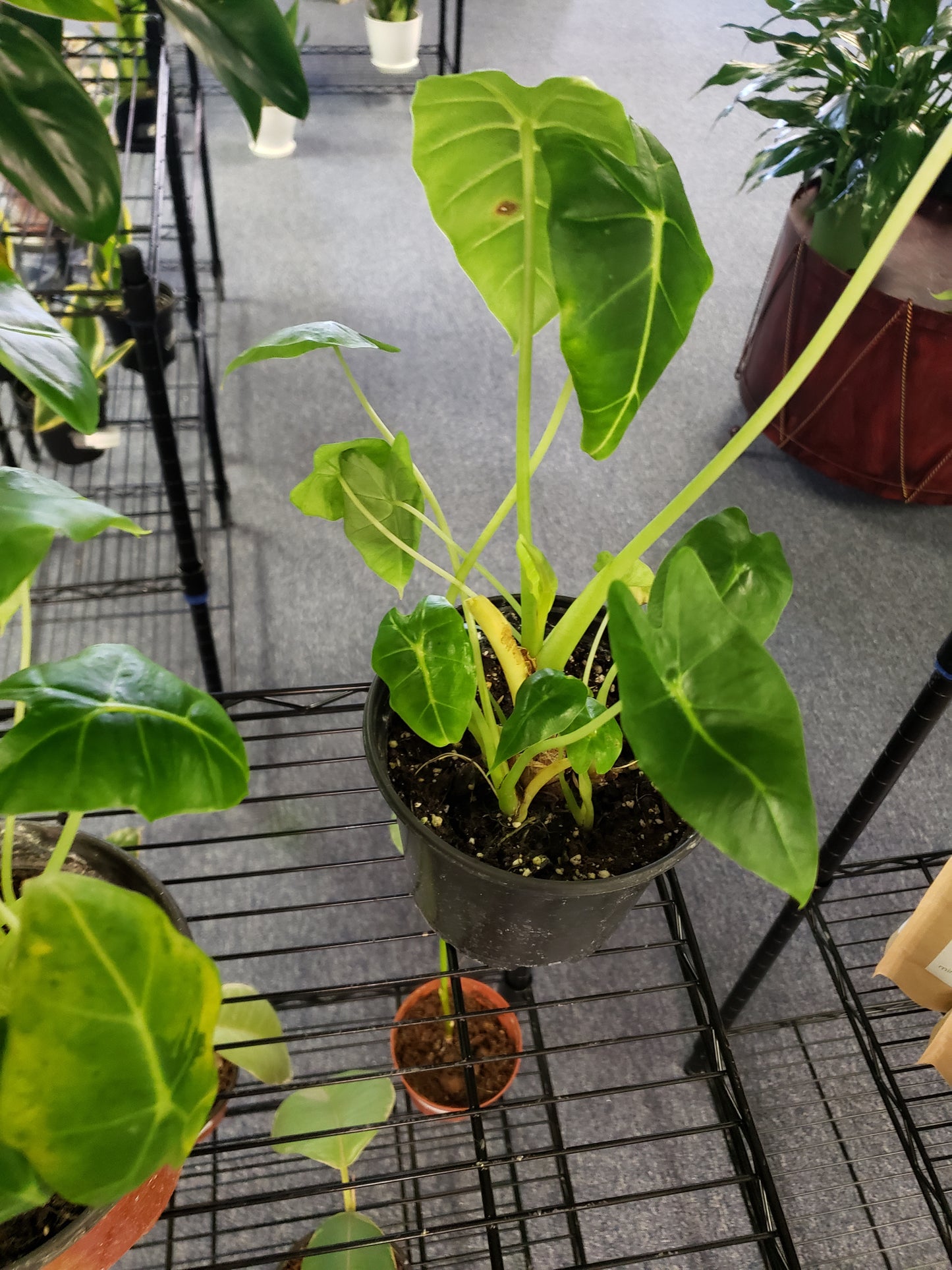 ALOCASIA FRYDEK 6-inch