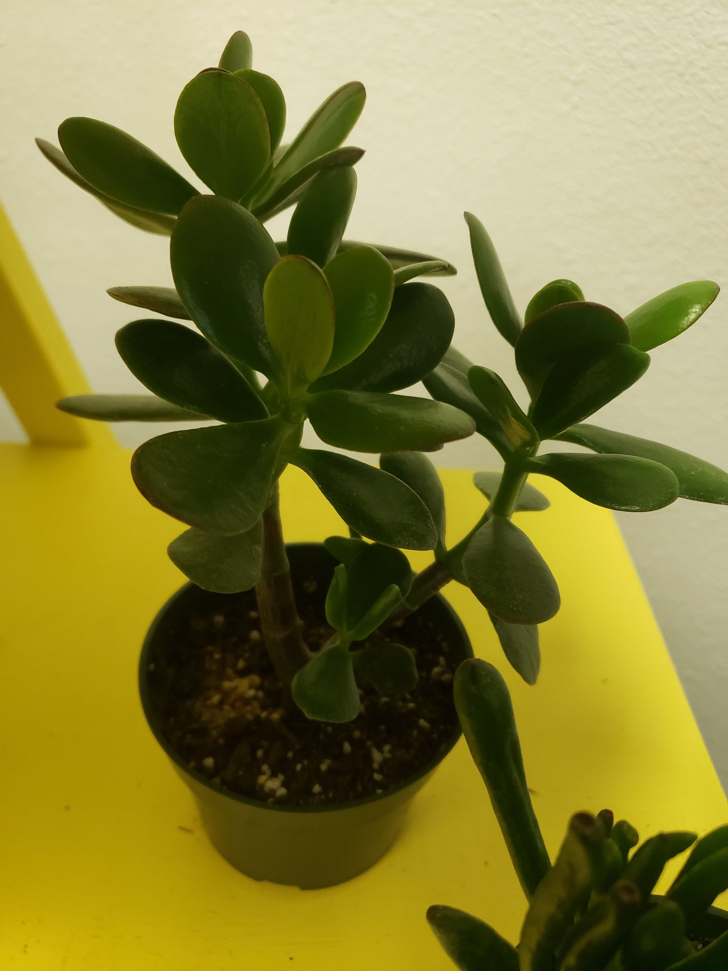 Jade Tree Plant