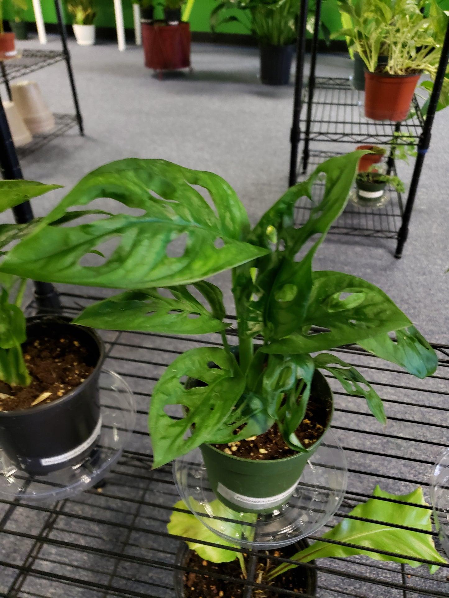 Philodendron Adansonii