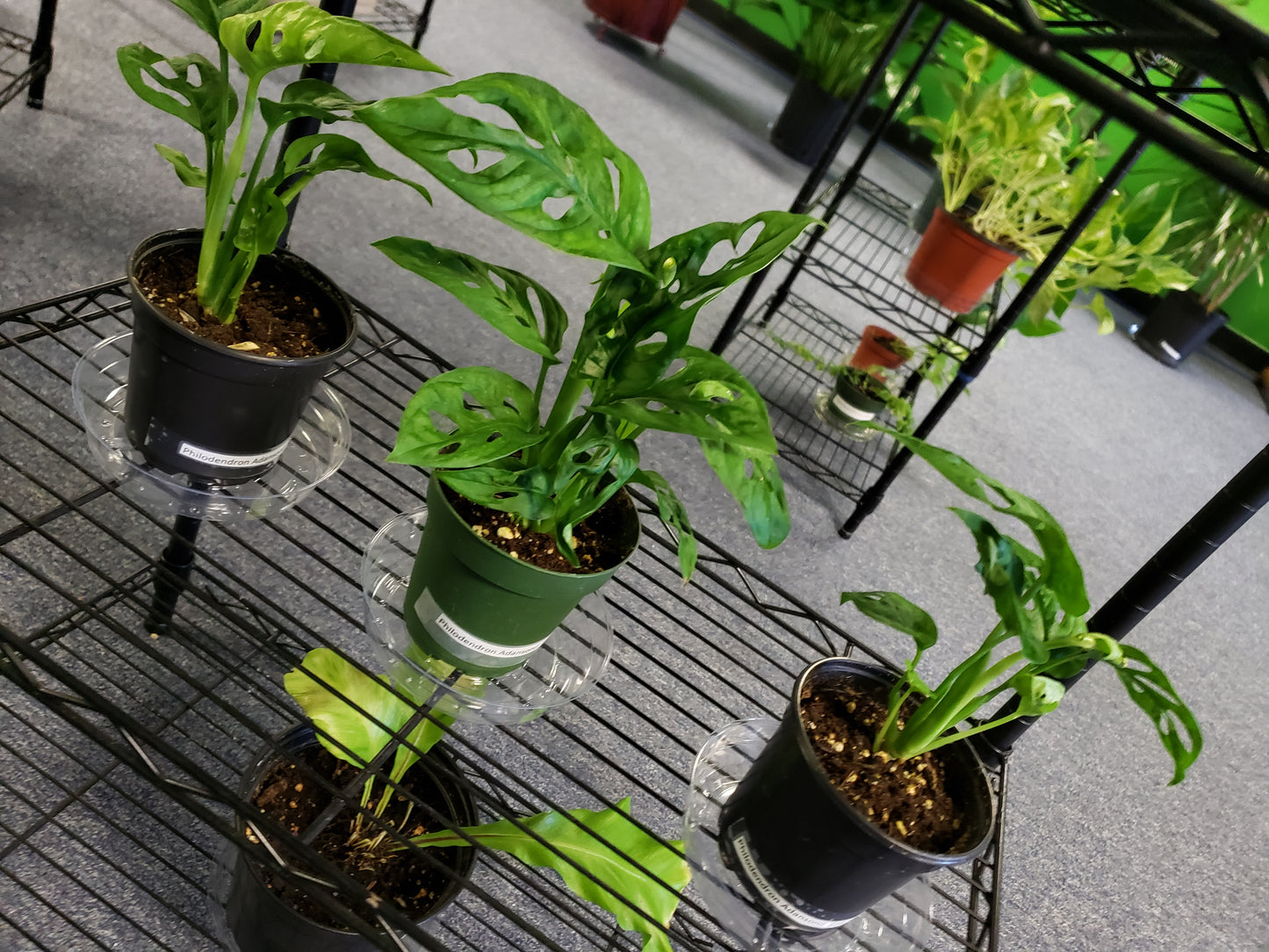 Philodendron Adansonii