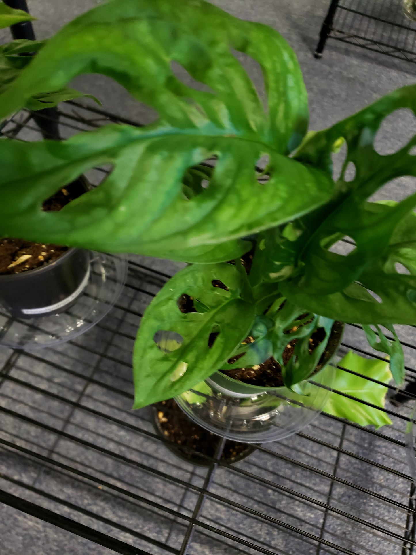 Philodendron Adansonii