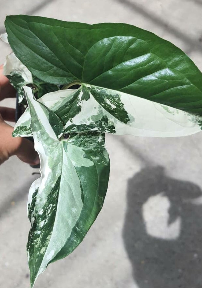 Syngonium Albo Variegated