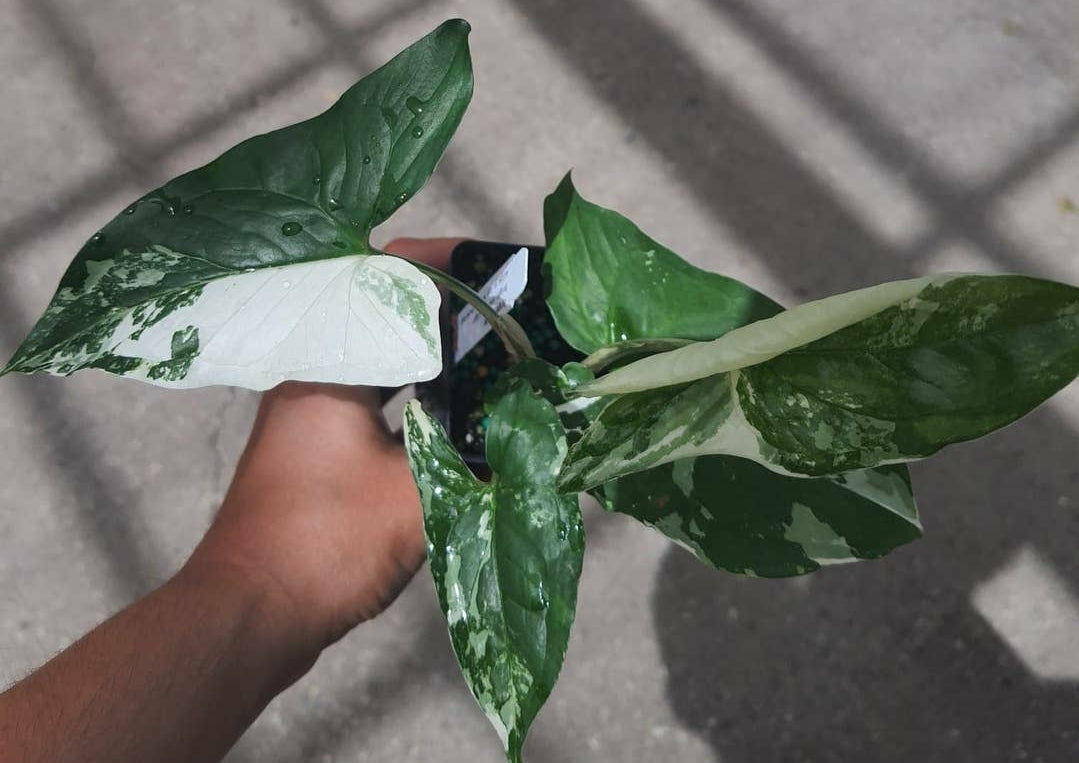 Syngonium Albo Variegated
