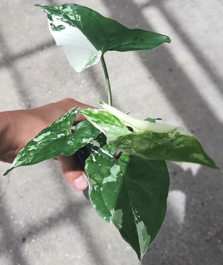 Syngonium Albo Variegated