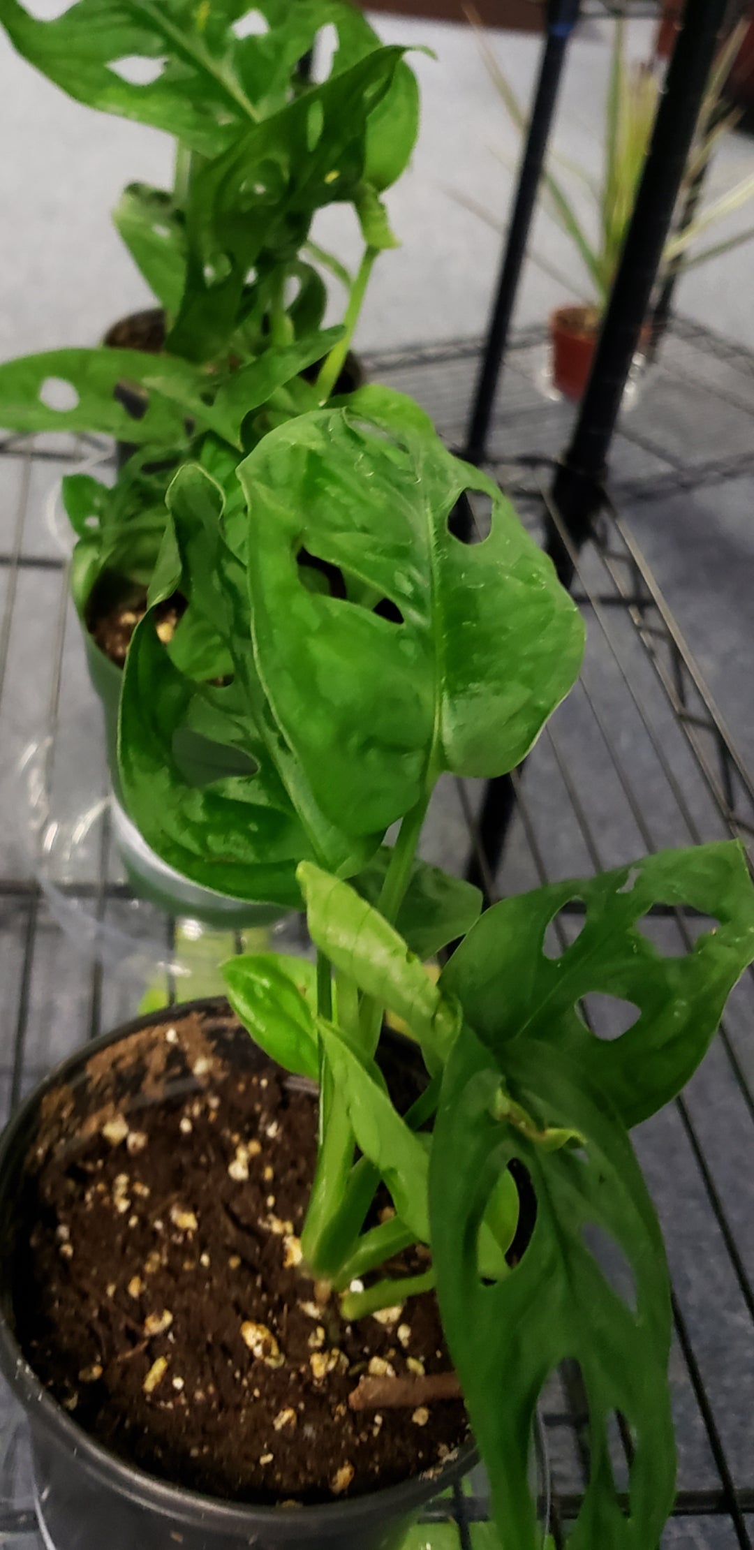 Philodendron Adansonii